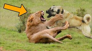 حیات وحش - سگ هایی که شیرها را شکست میدهند