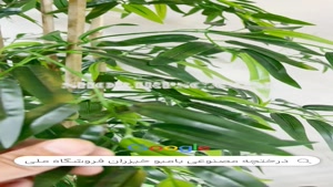 تولید درختچه مصنوعی بامبو خیزران پخش از فروشگاه ملی