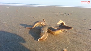 ستاره دریایی درحال قدم زدن در ساحل!