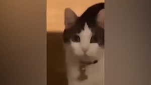 ویدئوی بسیار خنده دار و جالب از بازی گربه ها