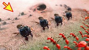 قوانین جنگی مورچه ها که بشر را به حیرت فرو برده است