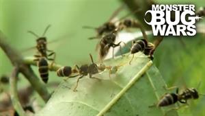 مورچه ها در مقابل زنبورها چگونه میشوند