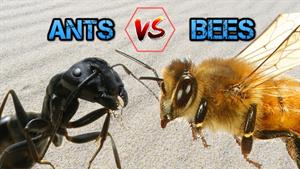 مورچه های در مقابل زنبورها - جنگ های حشرات هیولا