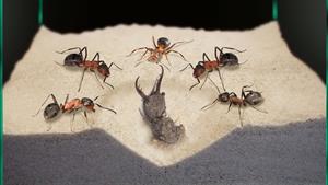 نبرد وحشیانه آنلیون و مورچه ها
