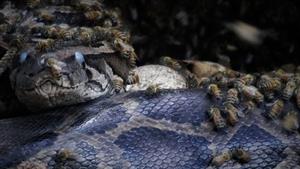 زنبورهای قاتل در مقابل مار پایتون