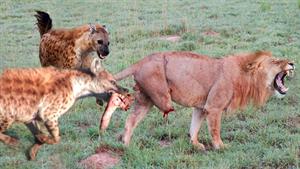 نبرد حیوانات وحشی - نبرد شیر و کفتار 