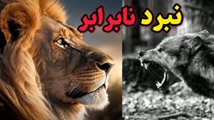 مستند حیات وحش _ نبرد شیرها در مقابل گرگ‌ها 