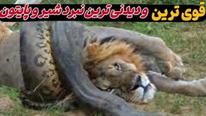 مستند حیوانات _  نبرد شیر و مار پایتون