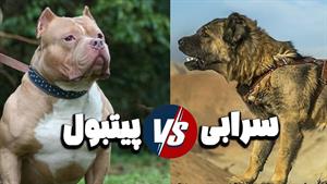 حیات وحش - مقایسه جذاب سگ سرابی با پیتبول