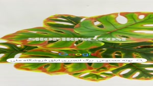 تولی بوته مصنوعی برگ انجیری رنگ بندی خاص 18 بررگ 60 سانت پخش