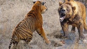 مبارزه شدید ببر در مقابل خرس، حمله حیوانات وحشی