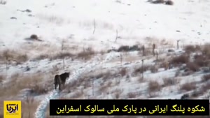 پرسه پلنگ ایرانی در برف های پارک ملی سالوک