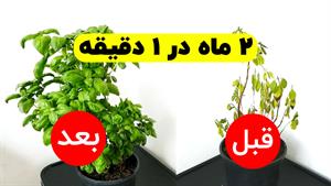  تایم لپس رشد گیاه - کود رشد خارجی