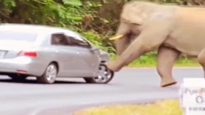 فیلی که ماشین رو داغون کرد