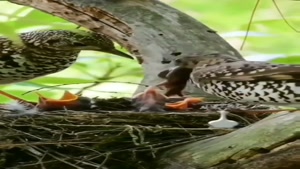 غذا دادن پرنده مادر به جوجه های خوشگل