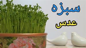 آموزش سبزه عدس.آموزش درست کردن سبزه عدس