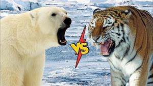 نبرد حیوانات - نبرد خرس قطبی با ببر سیبری  