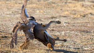 حیات وحش - حملات سریعترین پرنده شکاری دنیا به طعمه های بزرگ