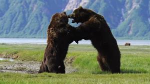  نبرد شدید بین 2 خرس وحشی عظیم