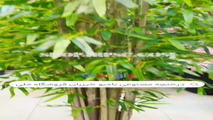 تولید درختچه مصنوعی فیکوس  |فروشگاه ملی