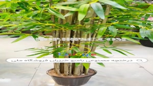 توبلید درختچه مصنوعی مدل بامبو خیزران |فروشگاه ملی