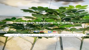 تولید درختچه مصنوعی شفلرا سبز |فروشگاه ملی