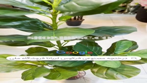 تولید درختچه مصننوعی فیکوس لیراتا |فروشگاه ملی