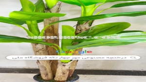 تولید درختچه مصنوعی موز طرح 230 سانتی متر |فروشگاه ملی