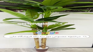تولید درختچه مصنوعی موز ارتفاع 3 متر |فروشگاه ملی