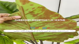 تولید درختچه مصنوعی بابا آدم مدل 16 برگ |فروشگاه ملی