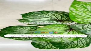 تولید بوته مصنوعی 18 برگ الوکازیا |فروشگاه ملی