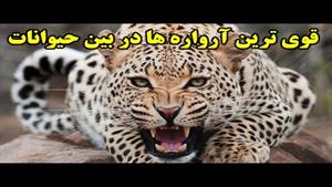 ۱۰ حیوان که قوی ترین آرواره ها را دارند