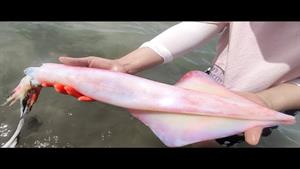 ماهی مرکب جهش یافته غول پیکر به طول یک متر