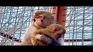مادر جدید میمون مایچکا او را به خواب می برد