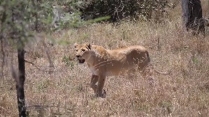 نبرد حیوانات - نبرد شیرها و گوزن ها 