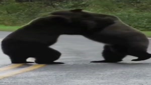 جدال دیدنی دو خرس وسط جاده