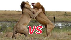 حیات وحش - نبرد خونین شیرها 