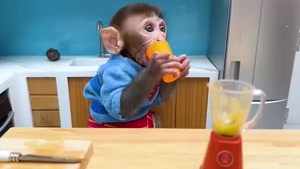 برنامه کودک بچه میمون بامزه با داستان آغوش گرفتن خر