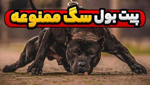 سگ های ممنوعه پیت بول | بدنام ترین نژادهای تاریخ