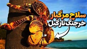 خرچنگ نارگیل غول پیکر: این هیولا بدترین کابوس شماست