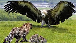 نبرد حیوانات - نبرد حماسی عقاب در مقابل پلنگ