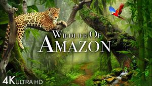 حیات وحش آمازون - جنگل بارانی آمازون