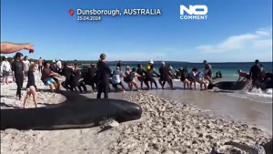۱۳۰ نهنگ به گل نشسته در سواحل غربی استرالیا نجات یافتند