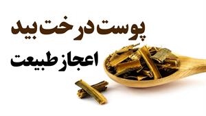 خواص پوست درخت بید، عجیب اما واقعی