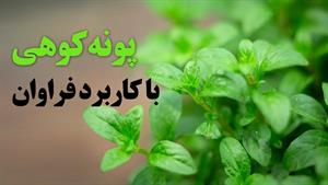 پونه کوهی با کاربرد فراوان