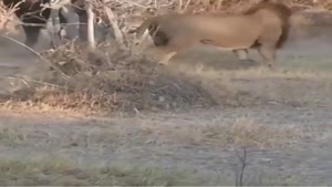 شکار دیدنی بوفالو تنها توسط شیر