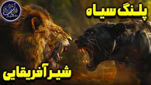 نبرد حیوانات - نبرد شیر آفریقایی و پلنگ سیاه