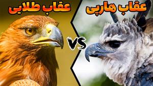 حیات وحش - مقایسه عقاب هارپی و عقاب طلایی