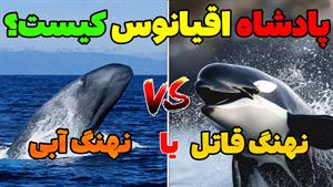 حیات وحش - نهنگ قاتل در مقابل نهنگ آبی 
