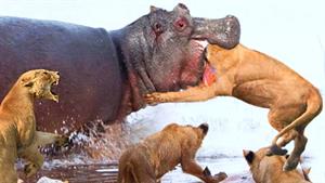 نبرد حیوانات - 15 تا از دیوانه وارترین نبرد های حیوانات در ح